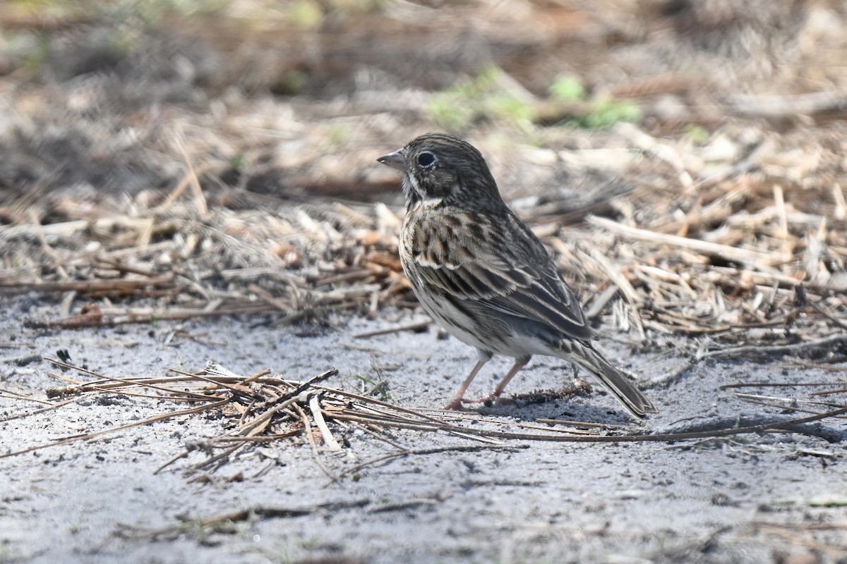Vesper Sparrow - ML632117231