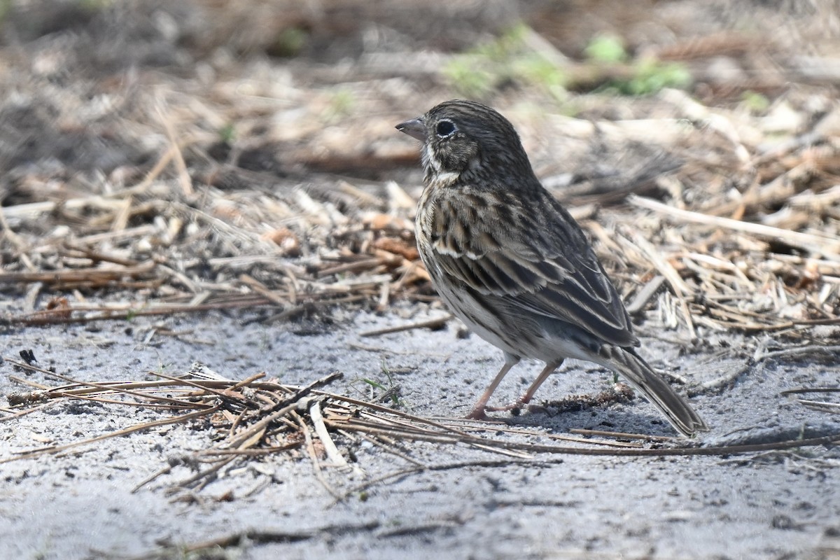 Vesper Sparrow - ML632117233