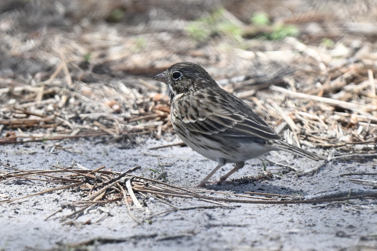 Vesper Sparrow - ML632117234