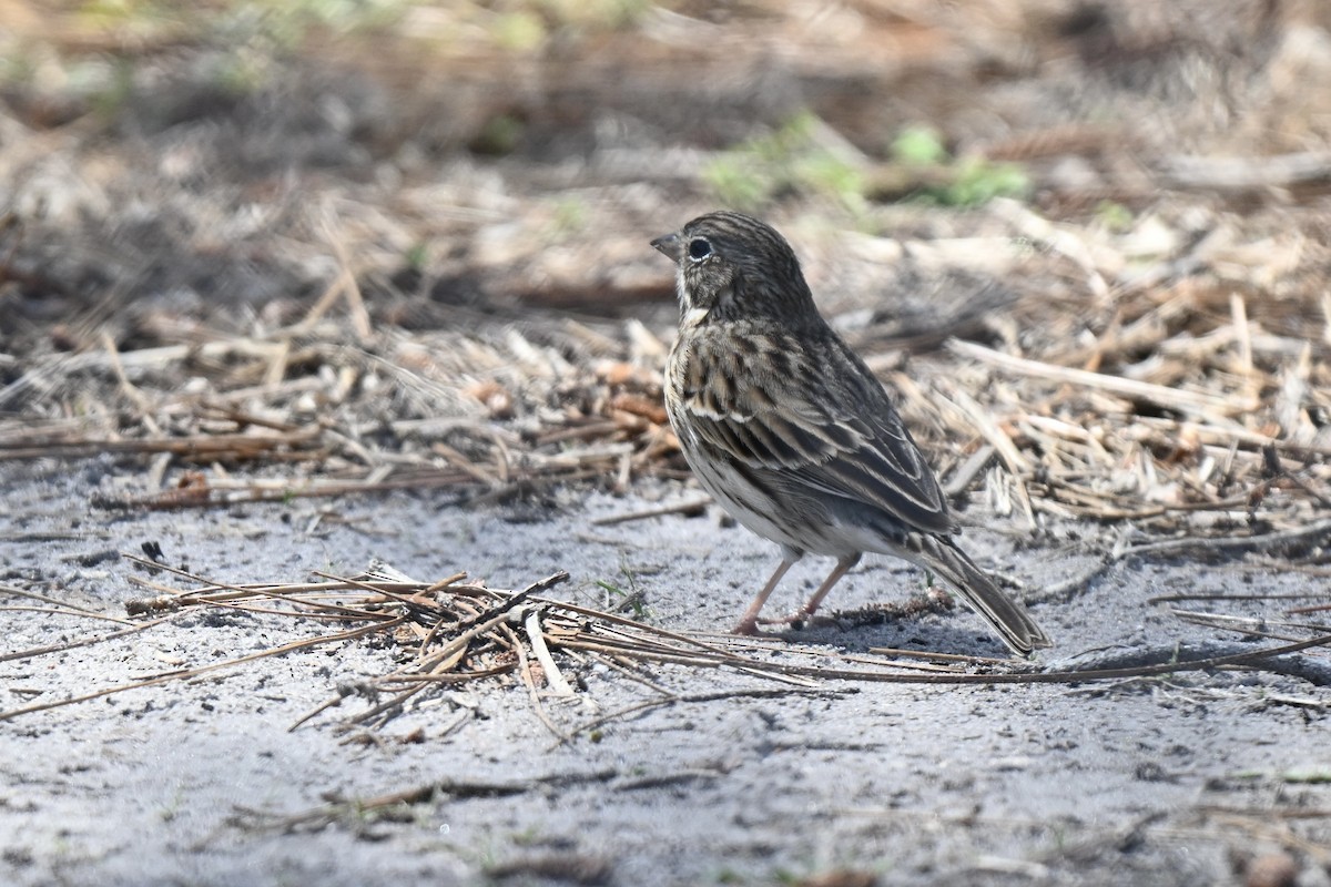 Vesper Sparrow - ML632117235