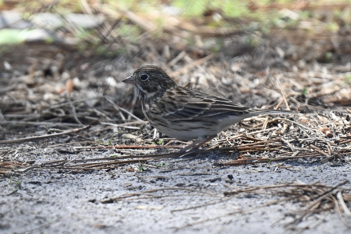 Vesper Sparrow - ML632117236