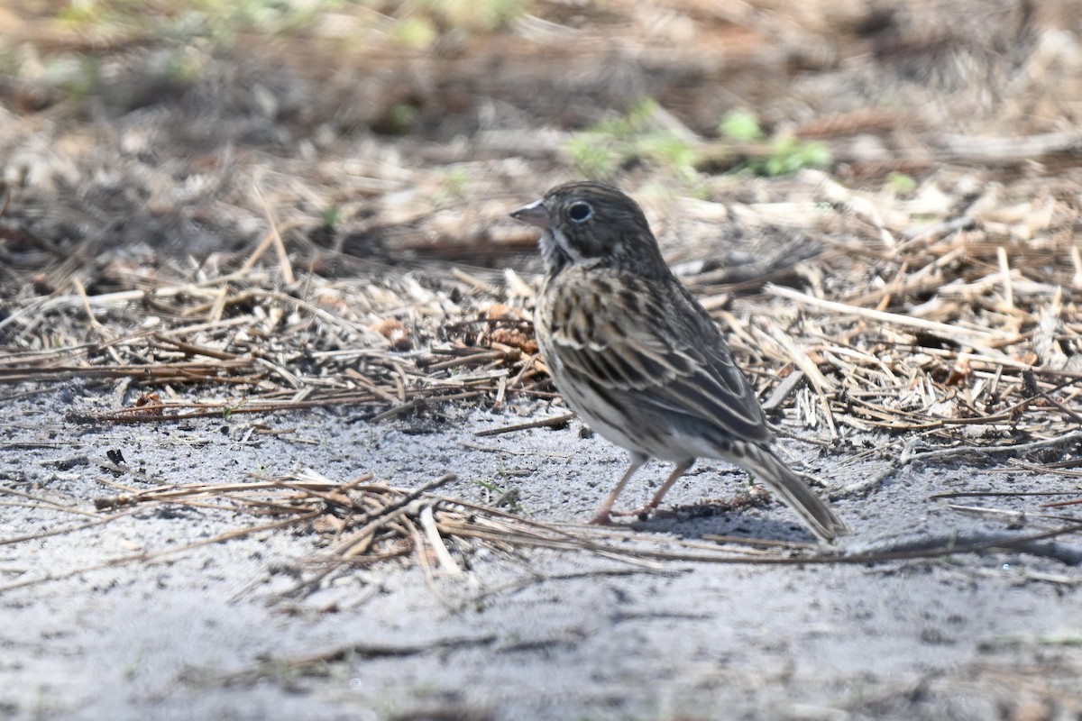 Vesper Sparrow - ML632117237