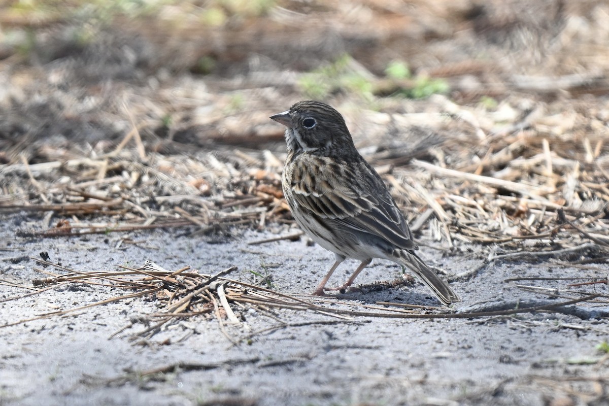 Vesper Sparrow - ML632117238