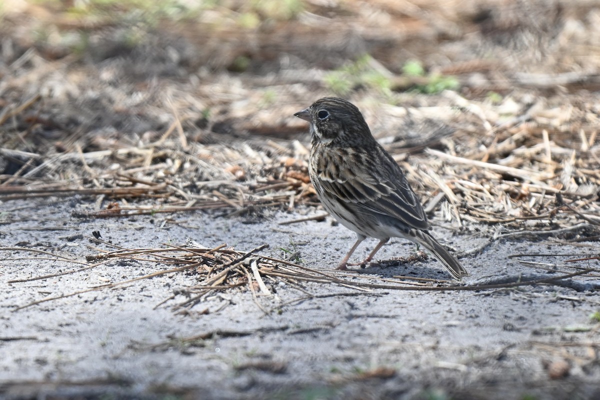 Vesper Sparrow - ML632117239