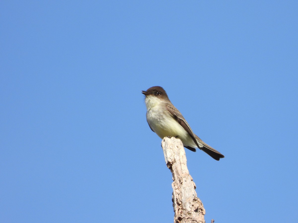 Eastern Phoebe - ML632117249