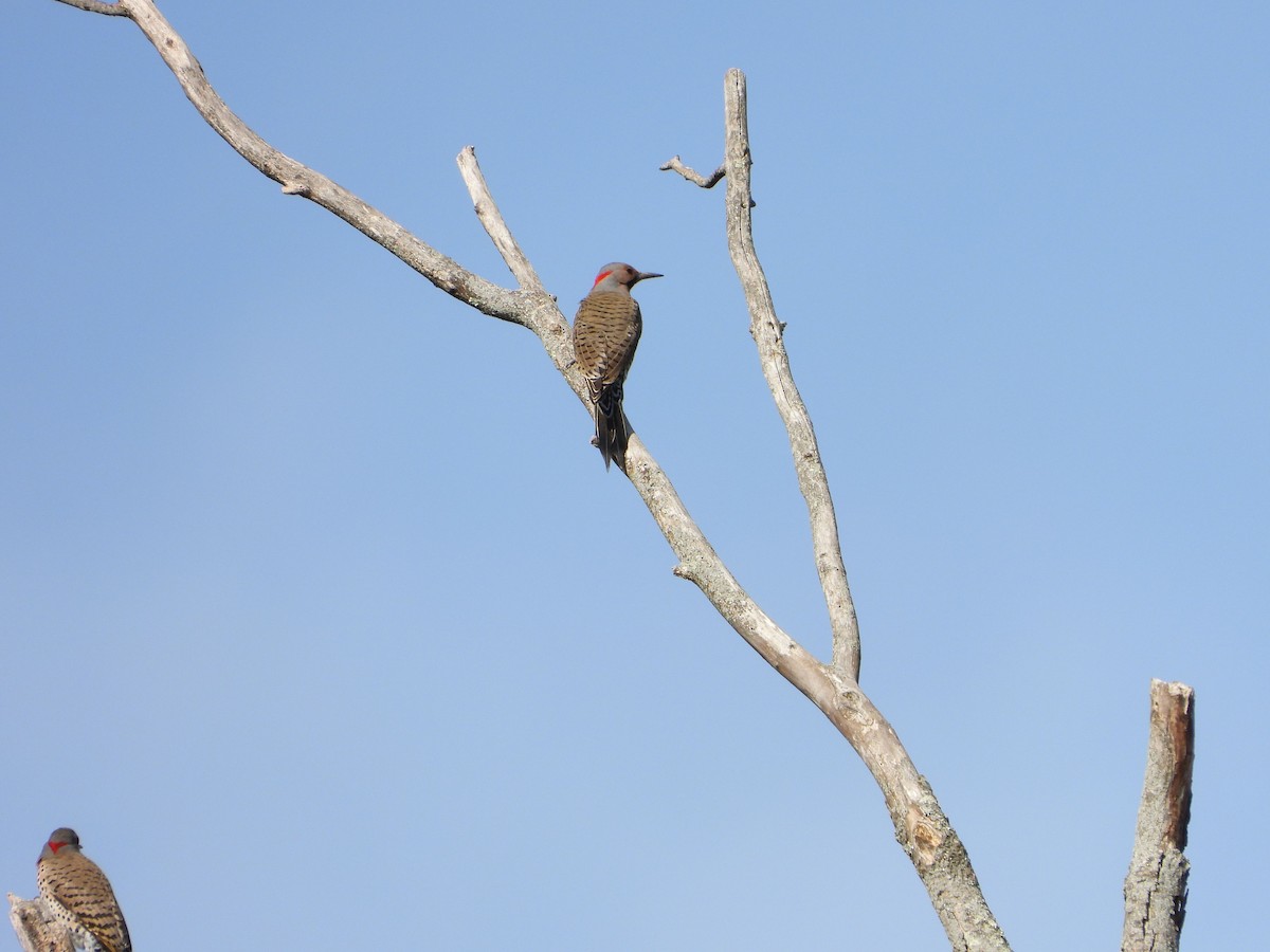 Northern Flicker - ML632117262