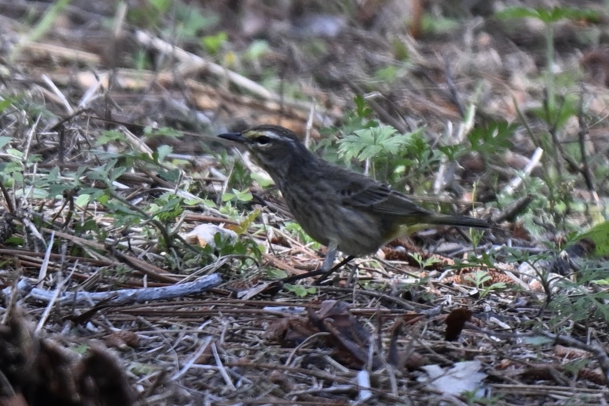 Palm Warbler (Western) - ML632117276