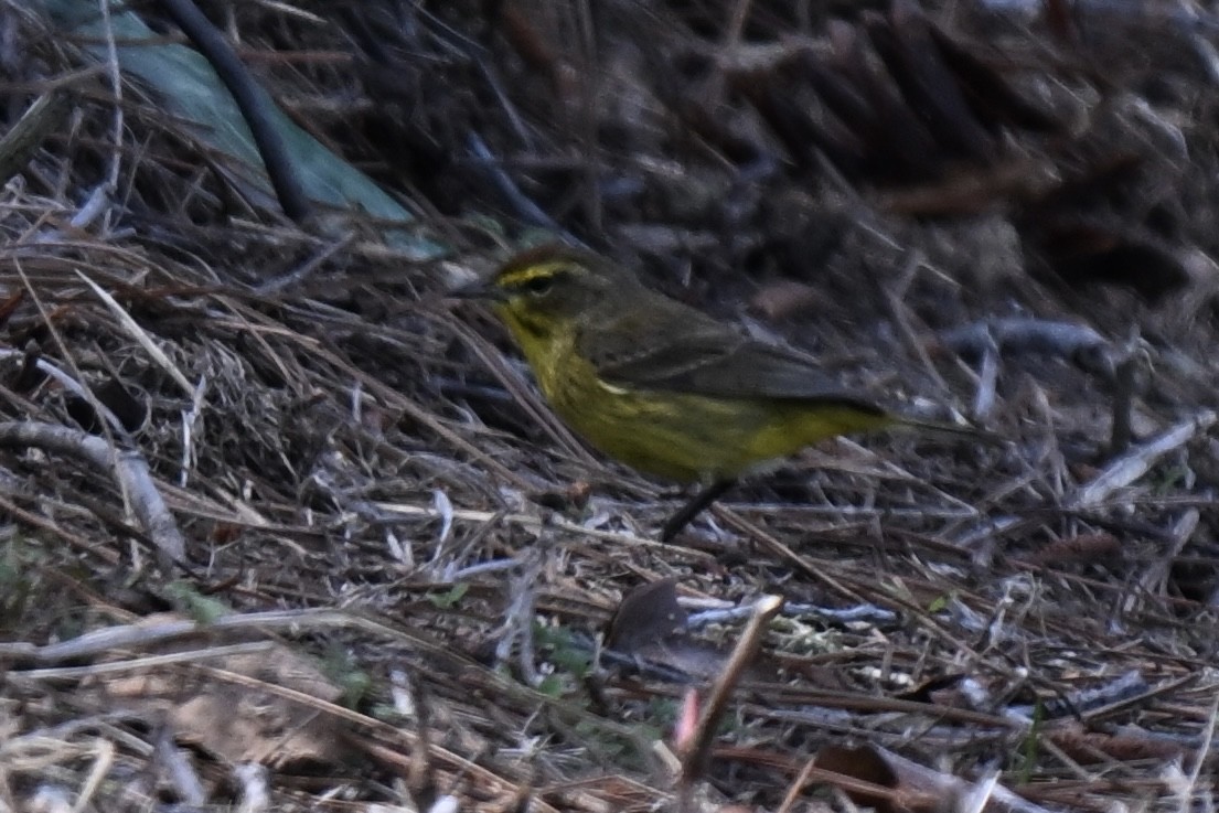 Palm Warbler (Yellow) - ML632117309
