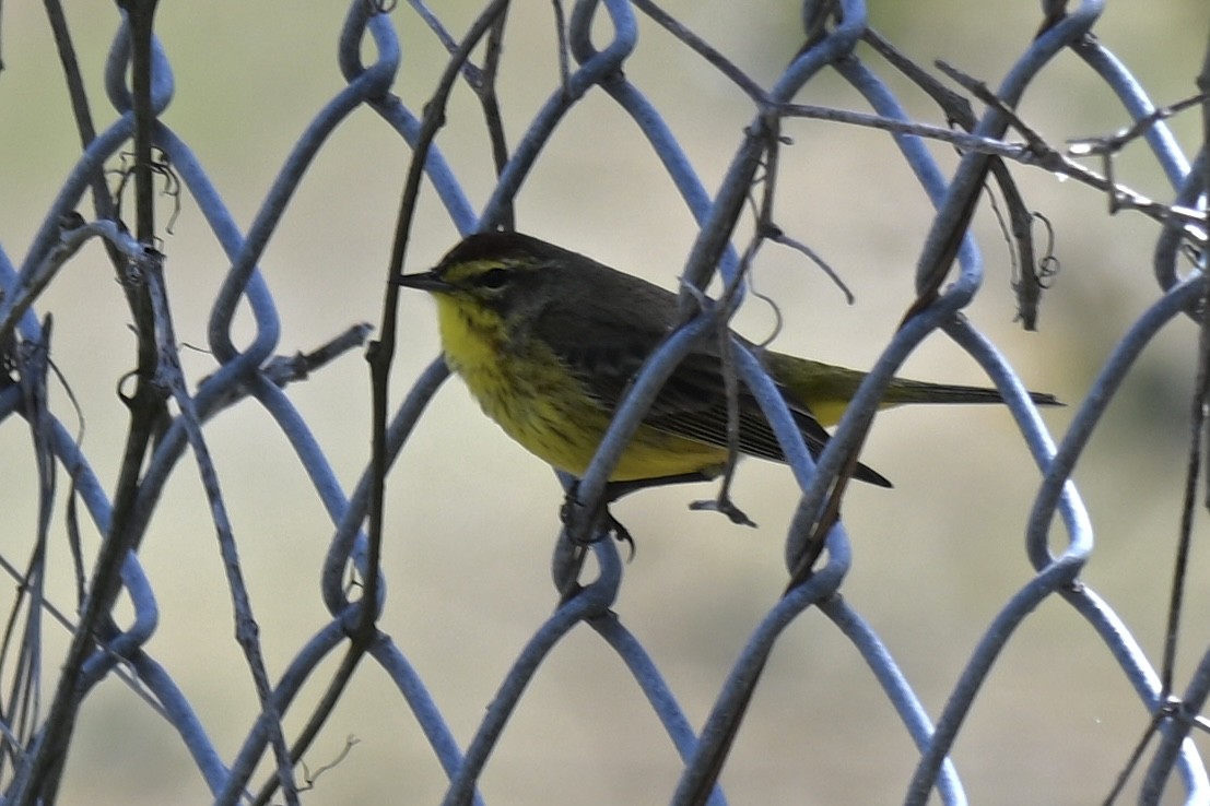 Palm Warbler (Yellow) - ML632117310
