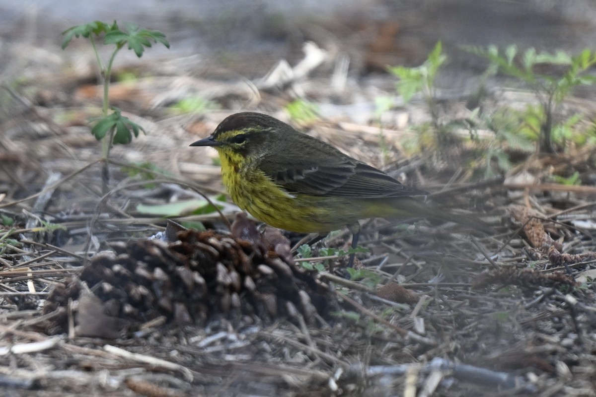 Palm Warbler (Yellow) - ML632117311