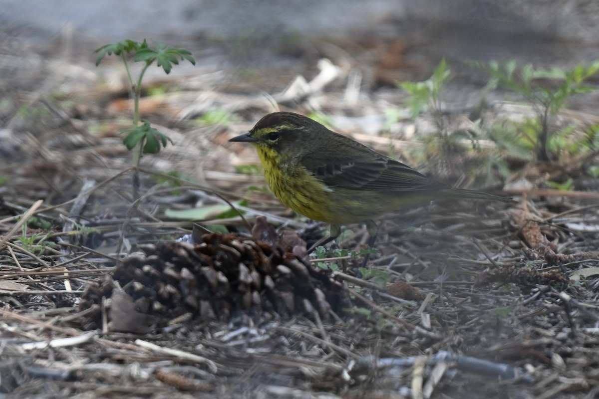 Palm Warbler (Yellow) - ML632117312