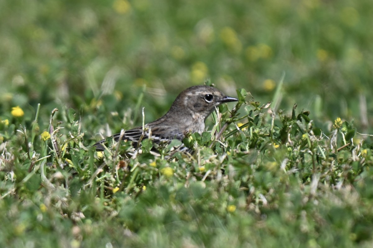 Yellow-rumped Warbler (Myrtle) - ML632117344
