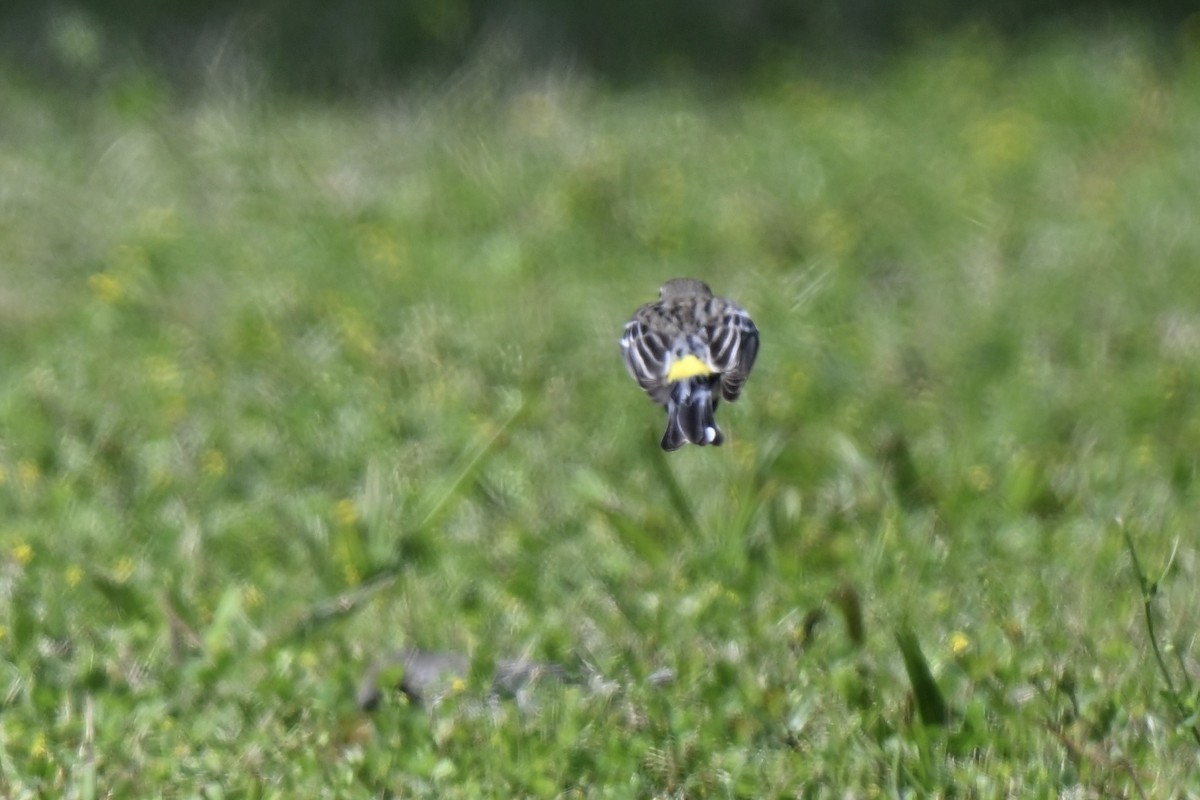 Yellow-rumped Warbler (Myrtle) - ML632117345