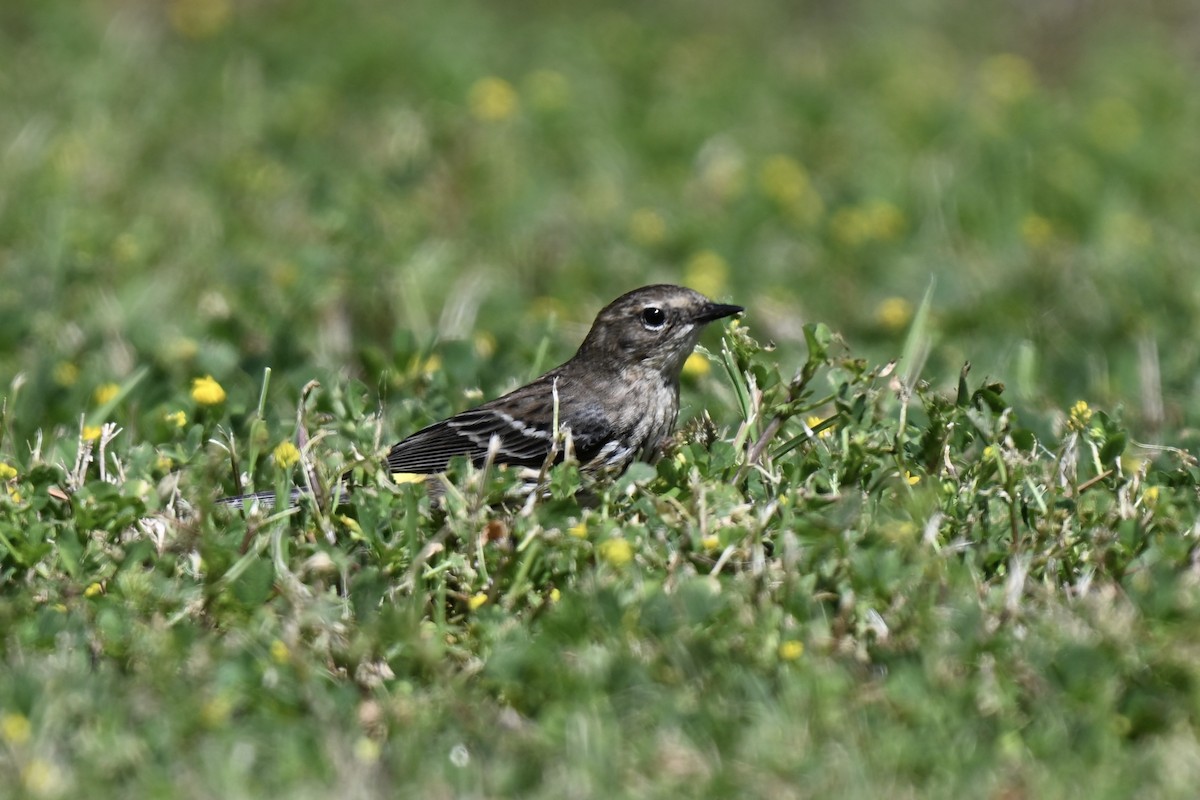 Yellow-rumped Warbler (Myrtle) - ML632117346