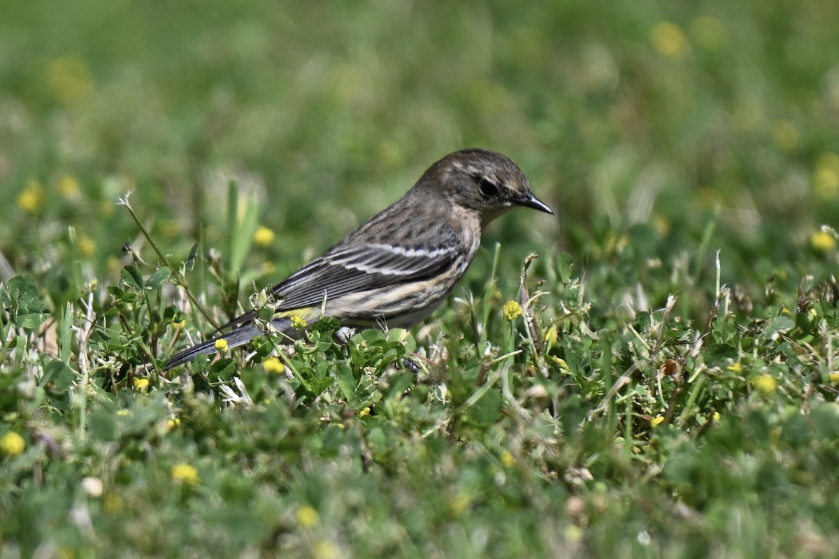 Yellow-rumped Warbler (Myrtle) - ML632117347