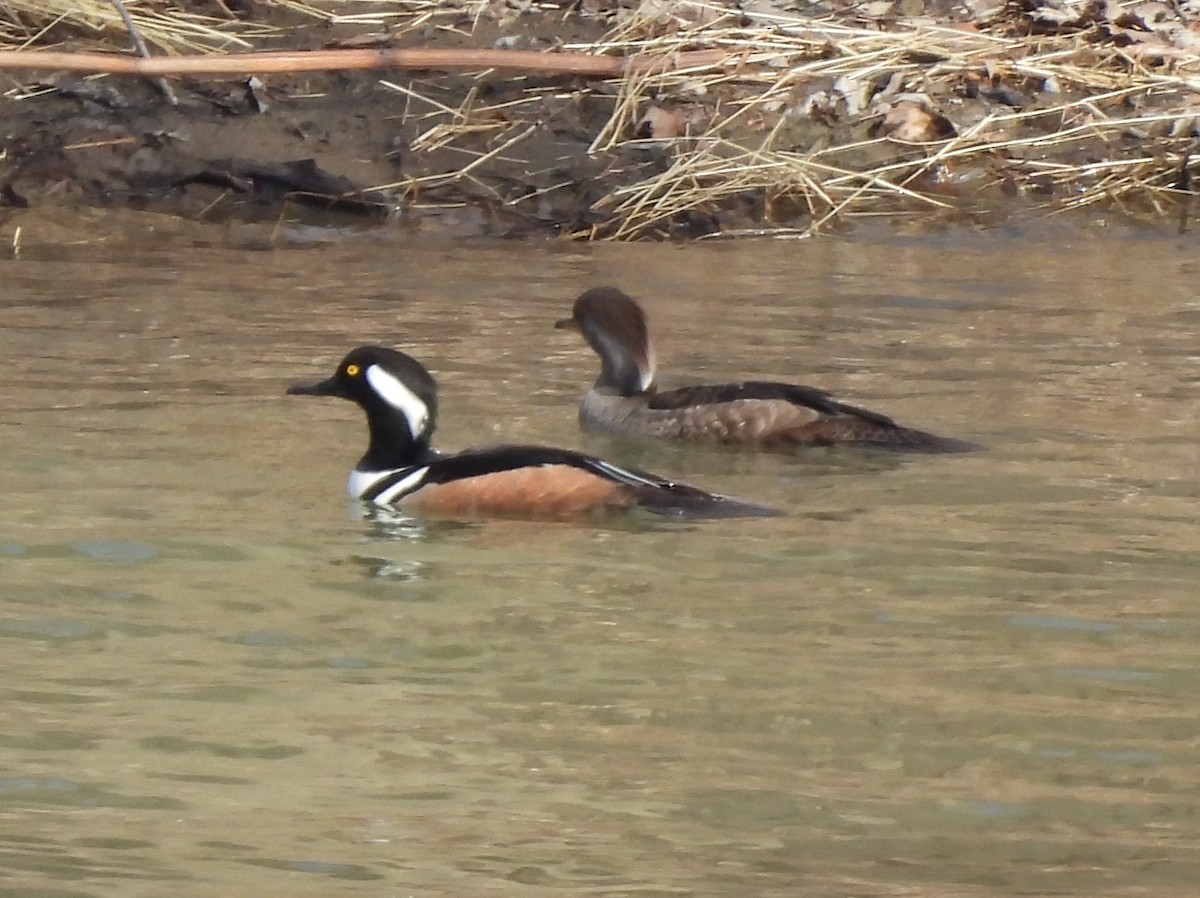 Hooded Merganser - ML632117420