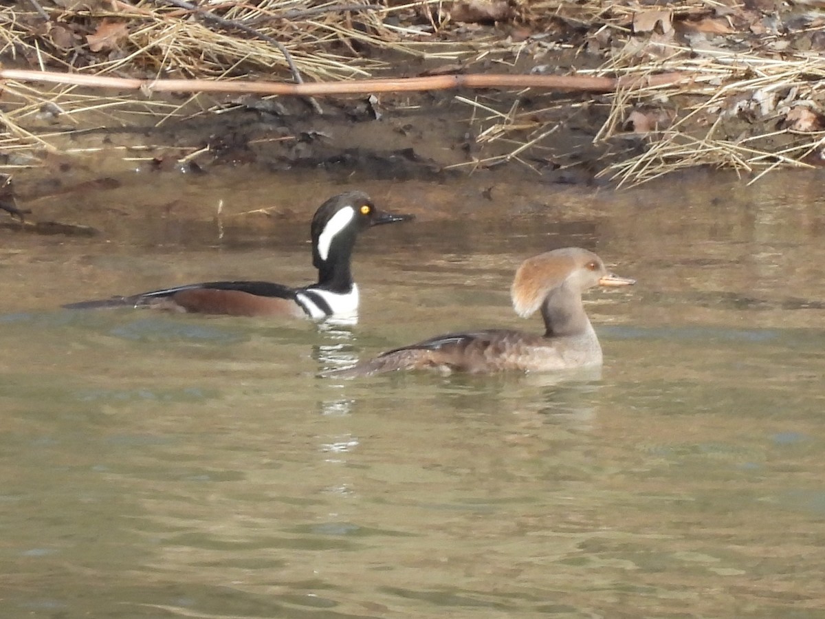 Hooded Merganser - ML632117421