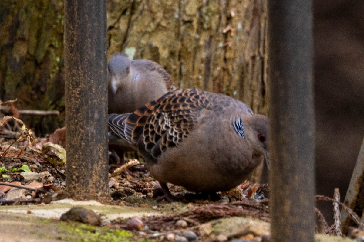 Orientturteltaube - ML632117423