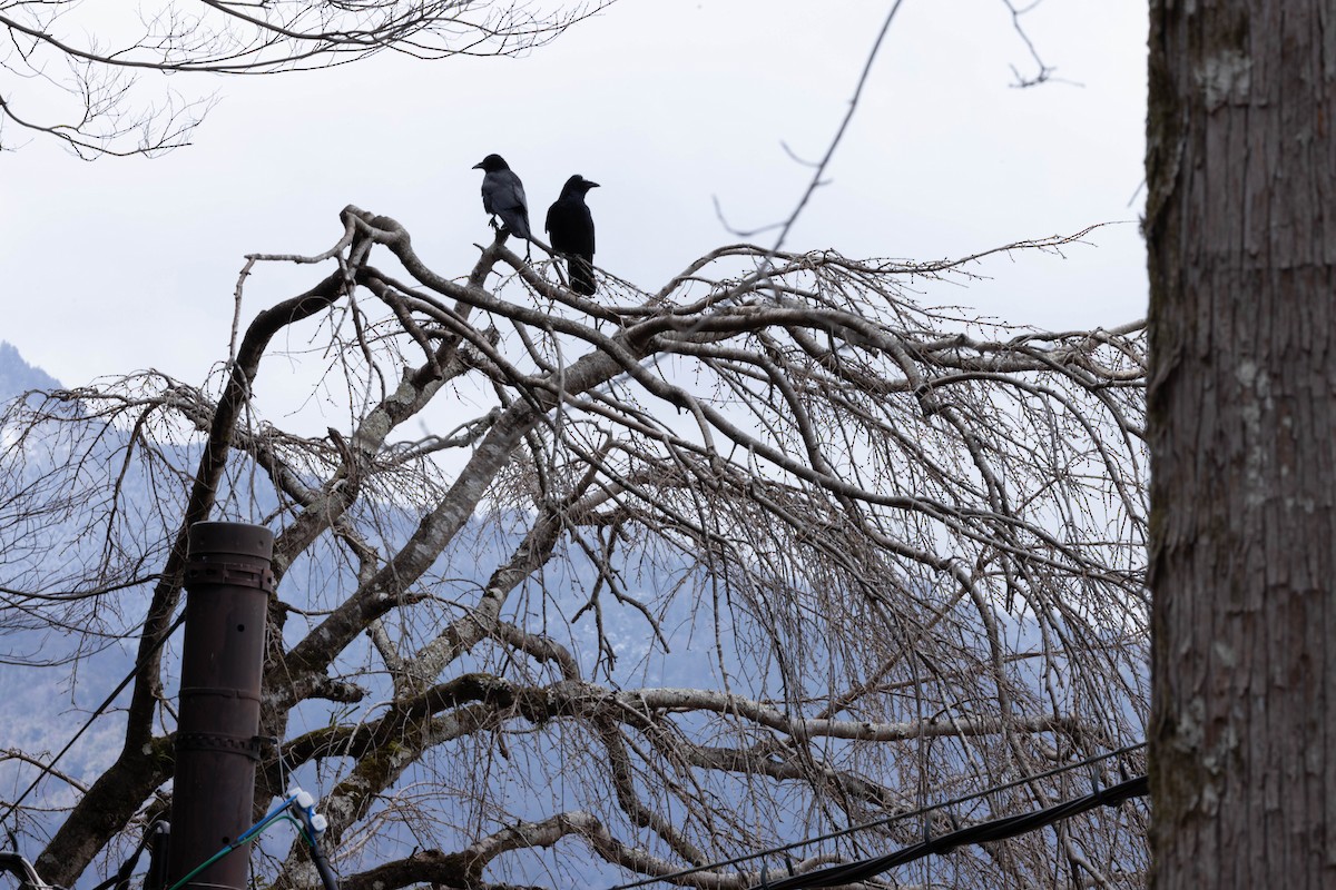 Dschungelkrähe - ML632117446