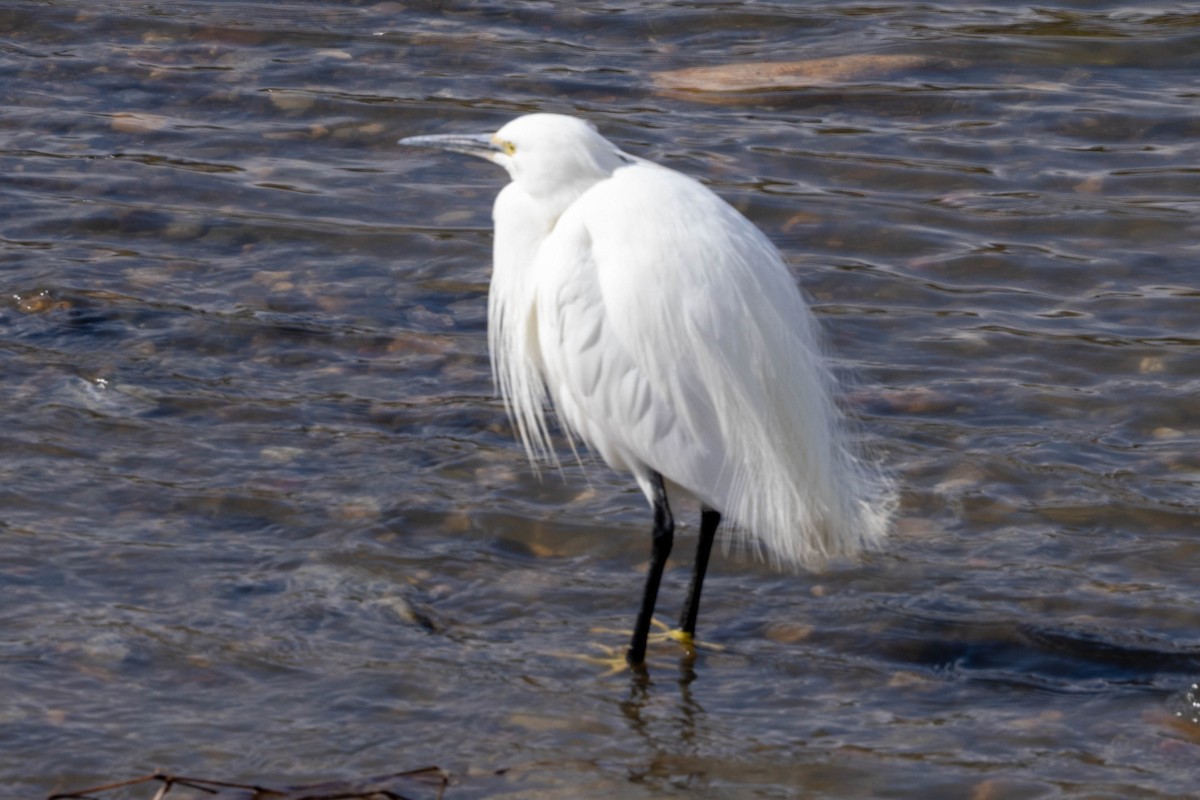 Seidenreiher - ML632117456