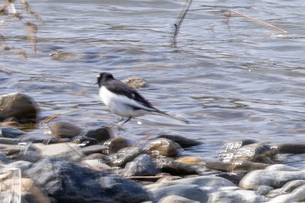 Japanstelze - ML632117468