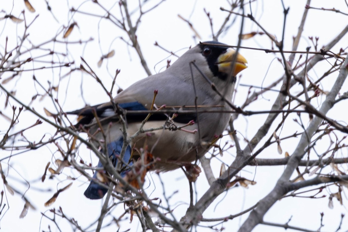 Maskenkernbeißer - ML632117481