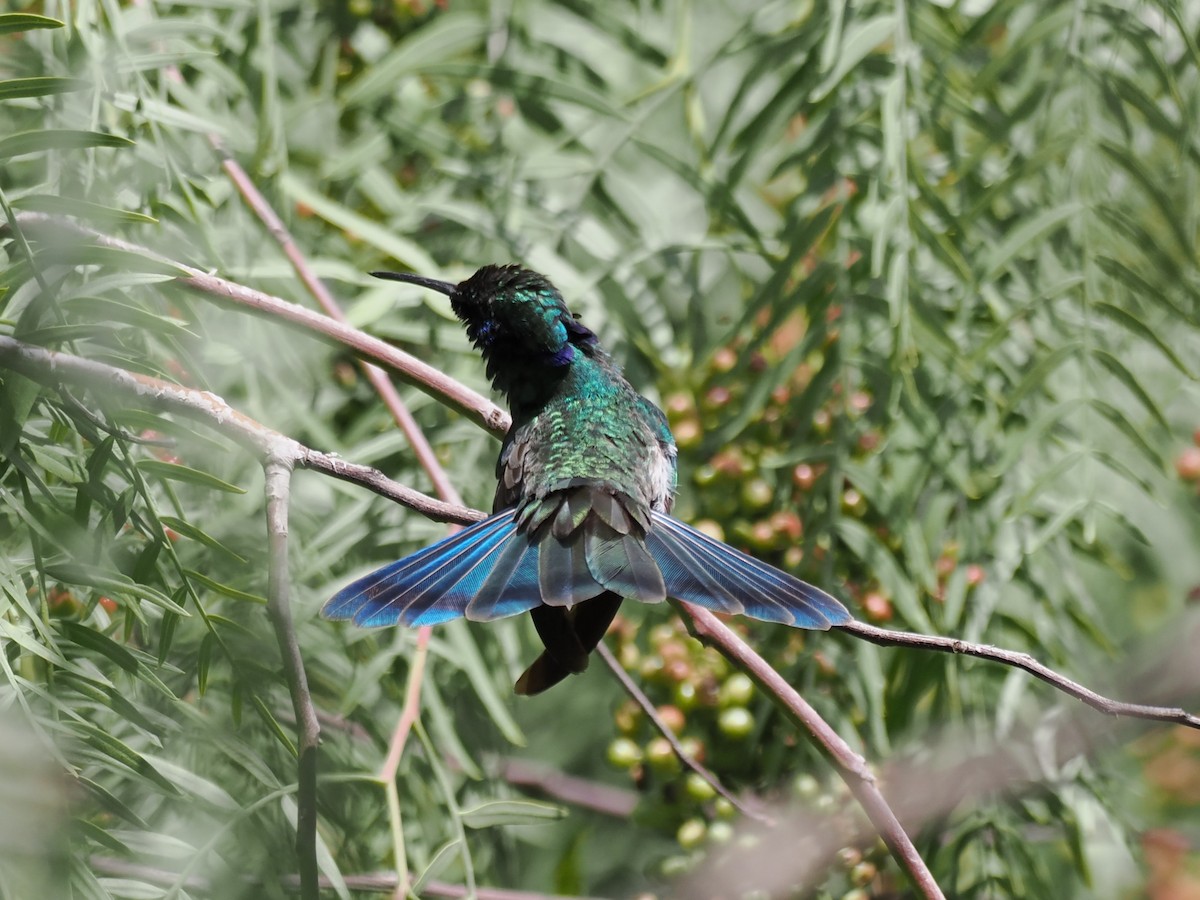 Sparkling Violetear - ML632117544
