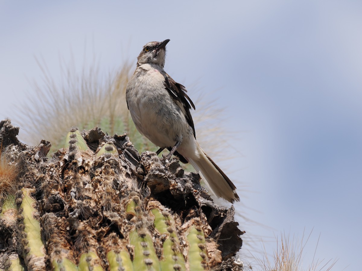 Patagonian Mockingbird - ML632117617
