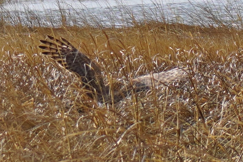 mørkmyrhauk - ML632117649