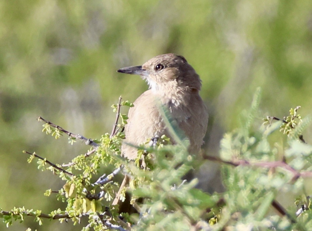 White-throated Cacholote - ML632117660