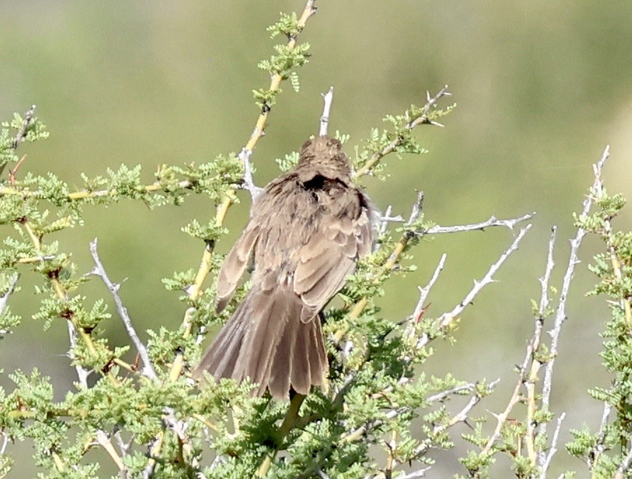 White-throated Cacholote - ML632117661