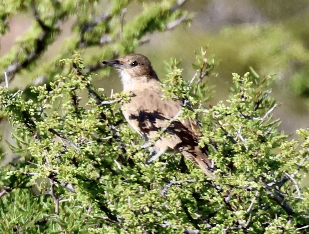 White-throated Cacholote - ML632117662