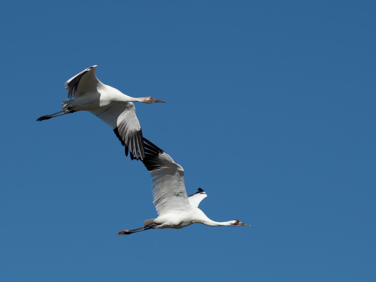 Whooping Crane - ML632117681