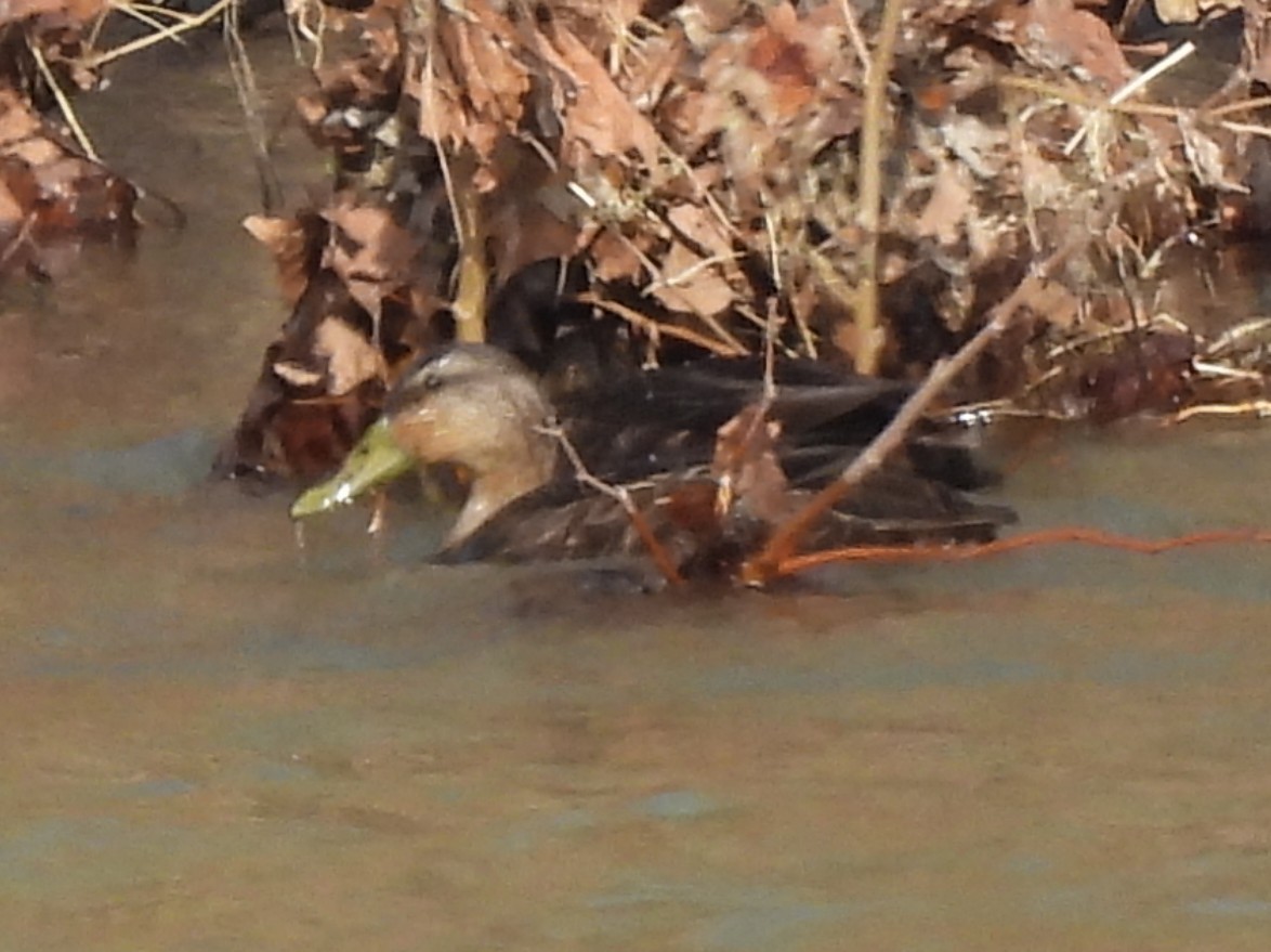 American Black Duck - ML632117719
