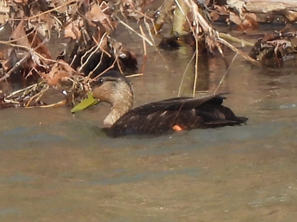 American Black Duck - ML632117720