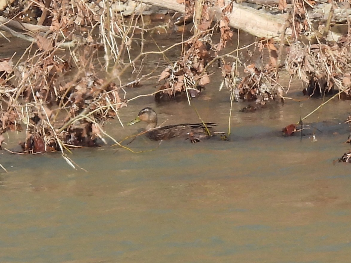American Black Duck - ML632117775