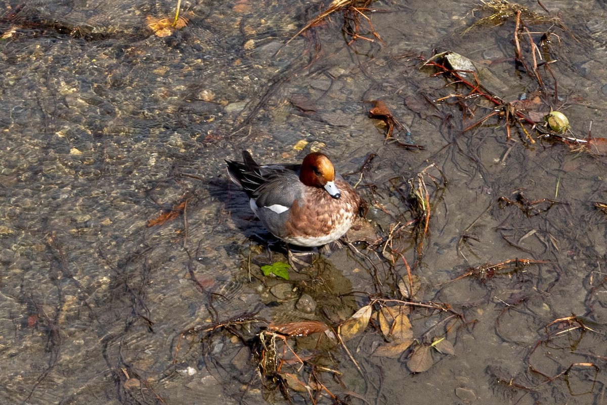 Pfeifente - ML632117782