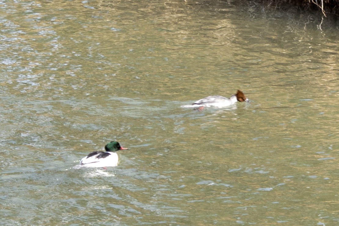 Gänsesäger - ML632117791