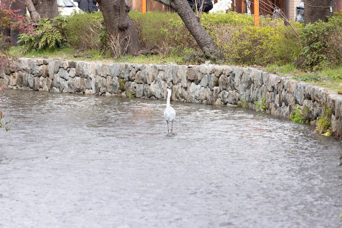 Graureiher - ML632117806