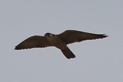 Lanner Falcon - ML632117818