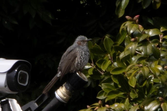 Orpheusbülbül - ML632117827