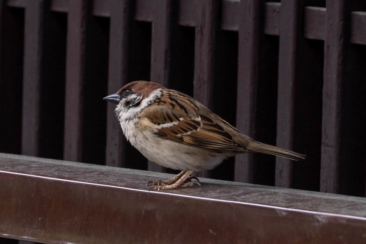 Feldsperling - ML632117837