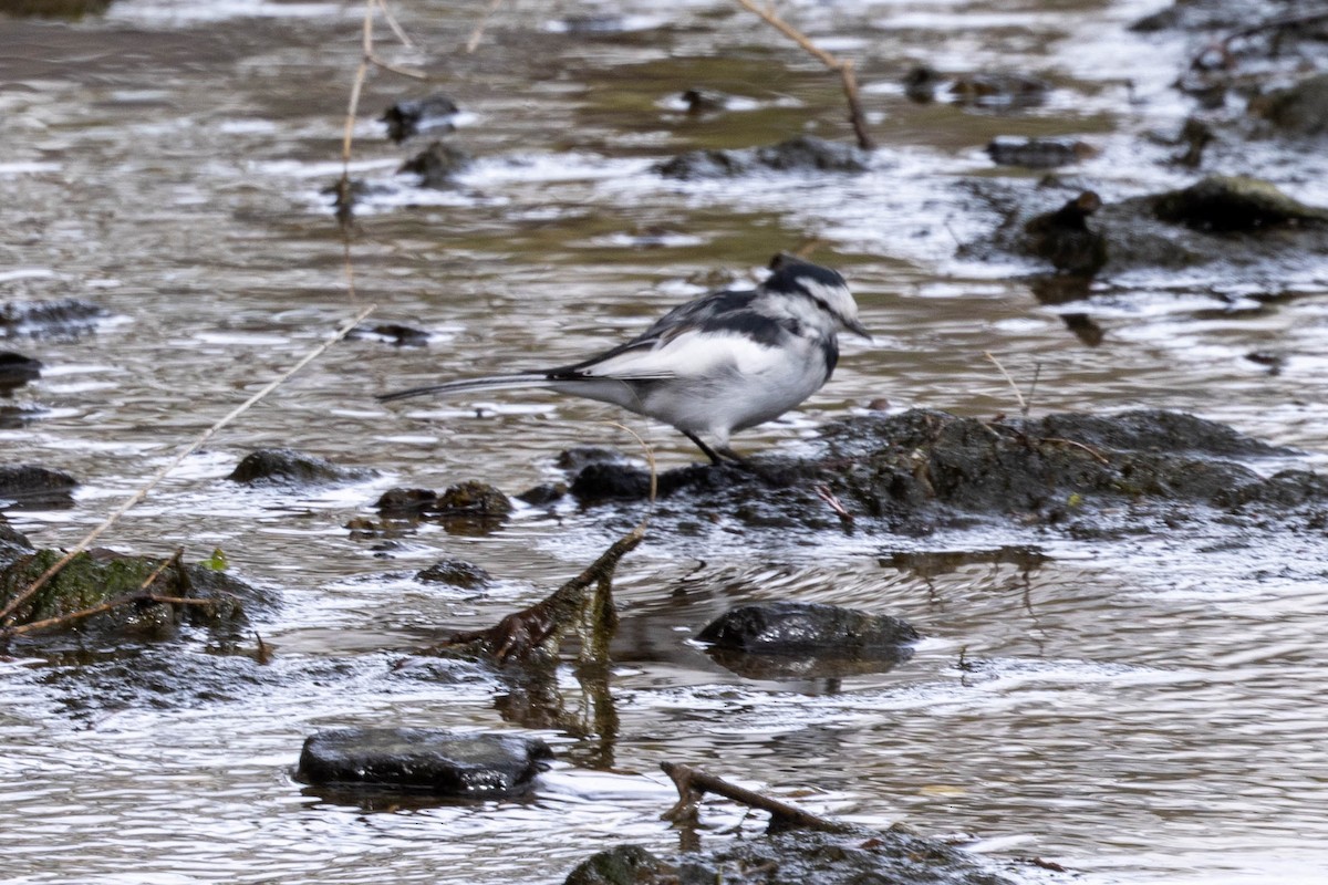 Bachstelze - ML632117849