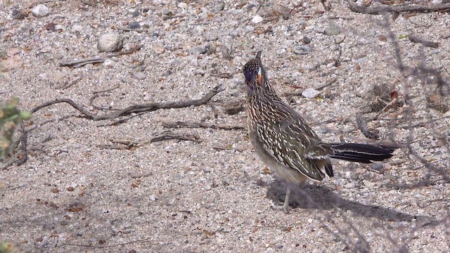 Greater Roadrunner - ML632117954