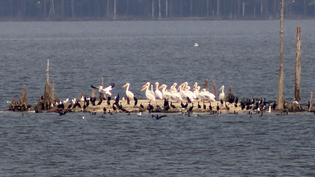 American White Pelican - ML632118018