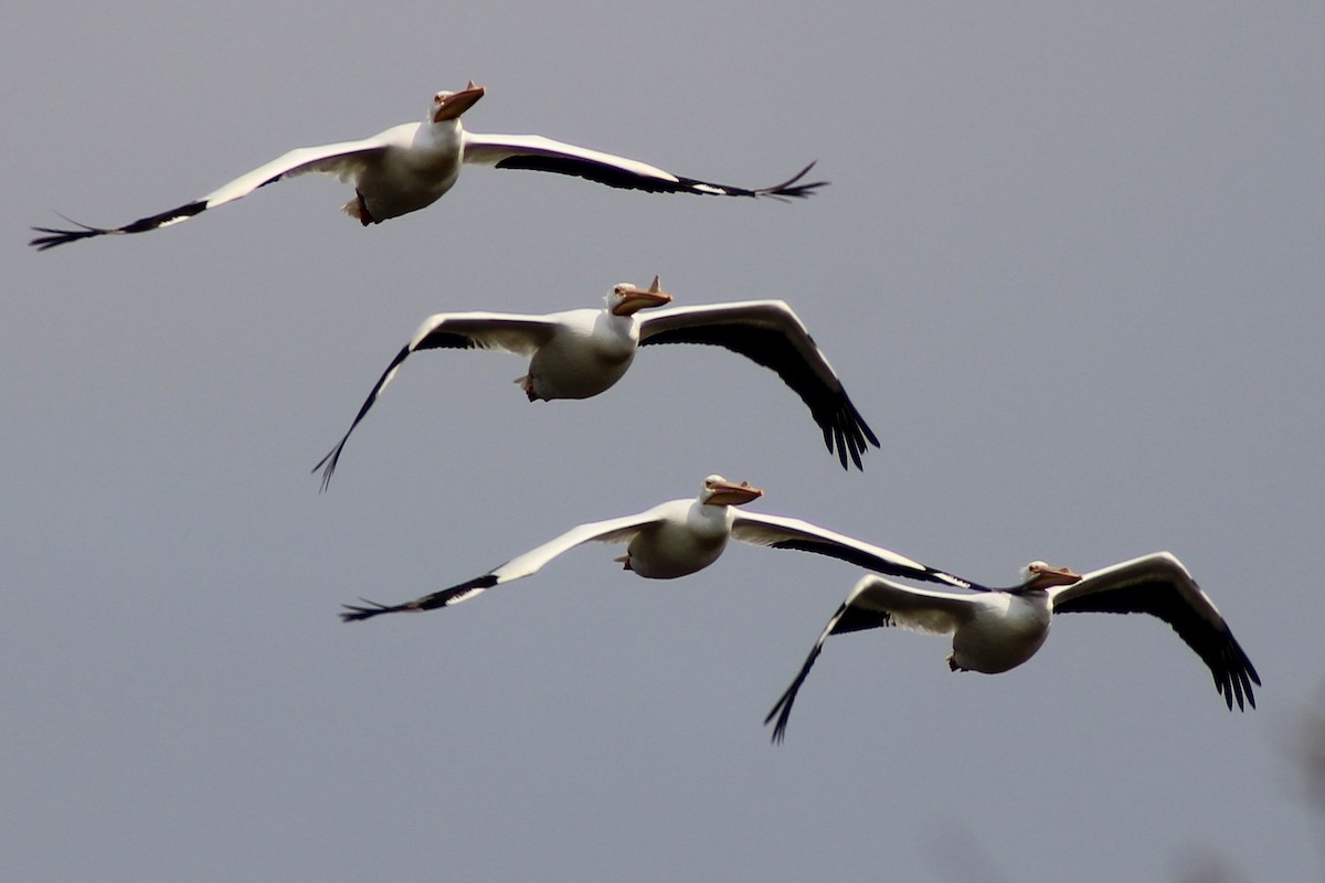 American White Pelican - ML632118023
