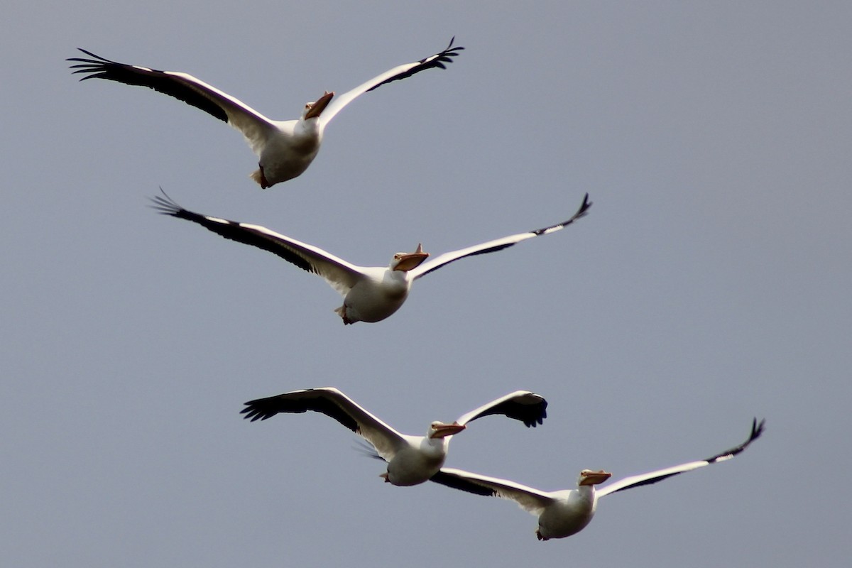American White Pelican - ML632118025