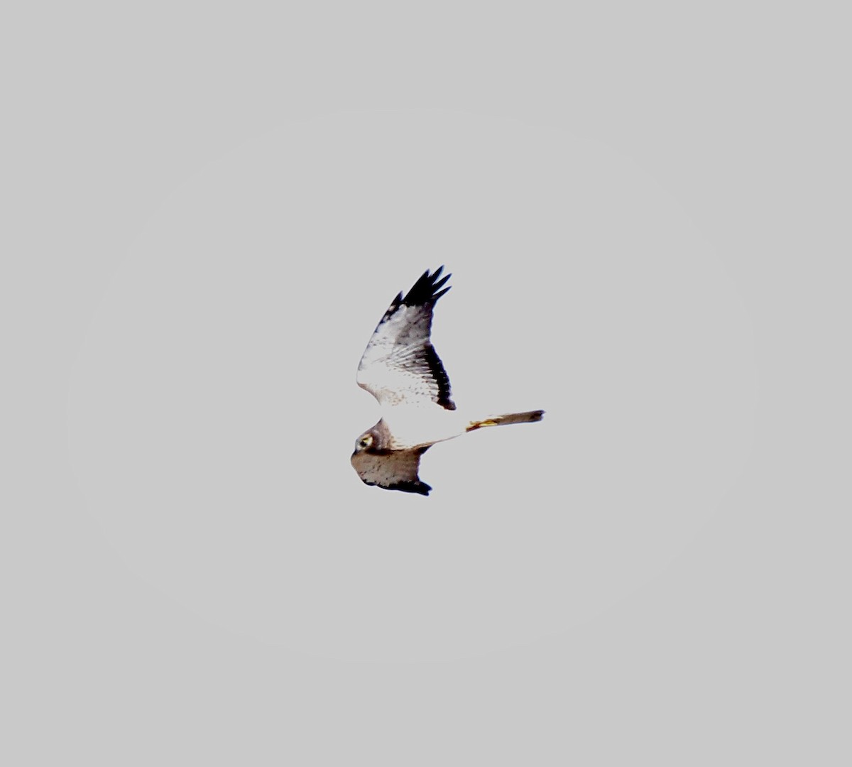mørkmyrhauk - ML632118288