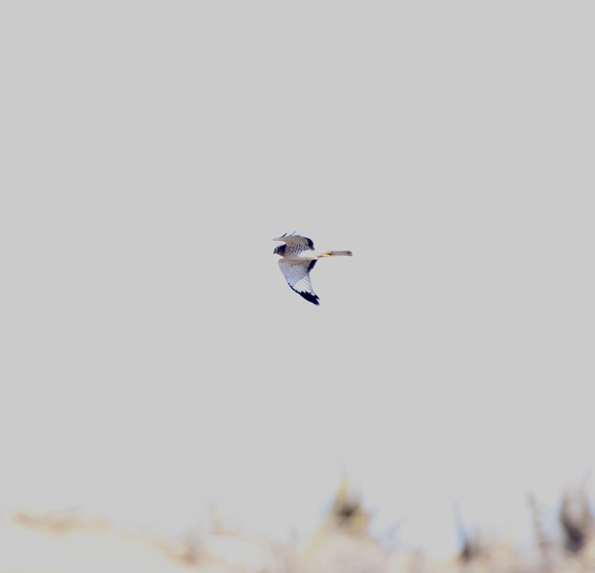mørkmyrhauk - ML632118289