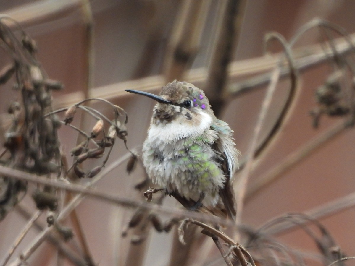 Costa's Hummingbird - ML632118521